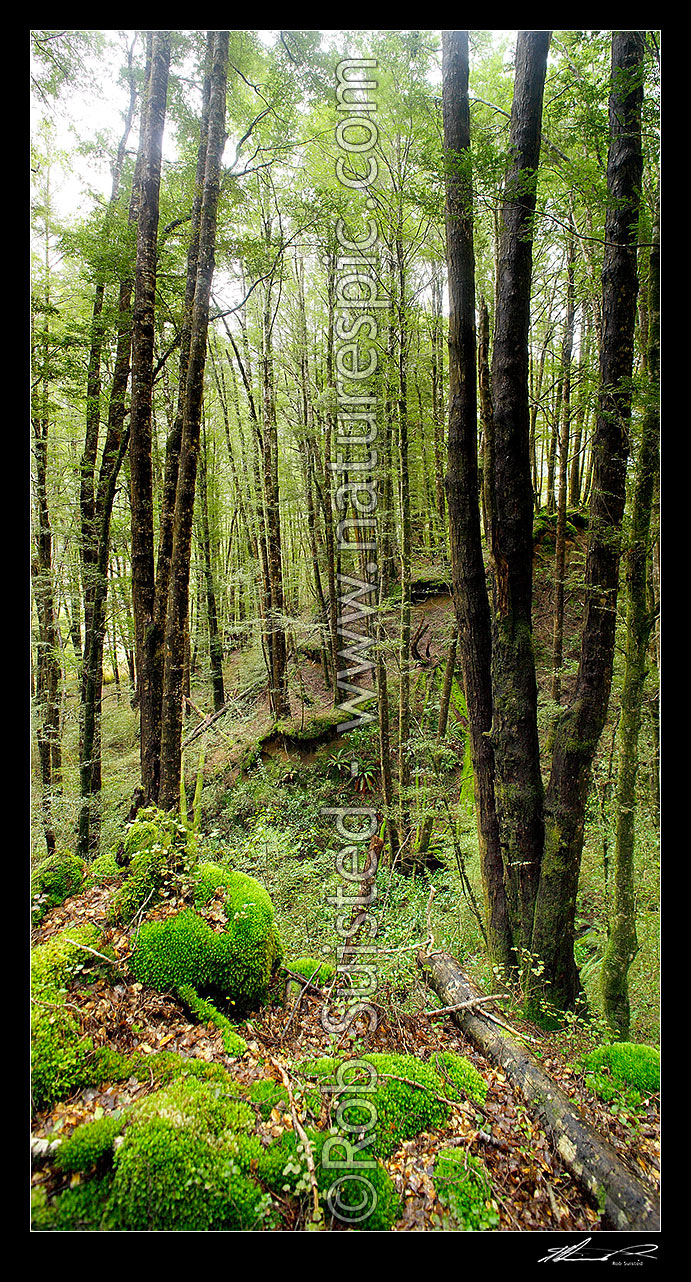 Image of Red Beech forest interior (Fuscospora fusca, Syn Nothofagus fusca) in Eglinton Valley, vertical panorama, Fiordland National Park, Southland District, Southland Region, New Zealand (NZ) stock photo image