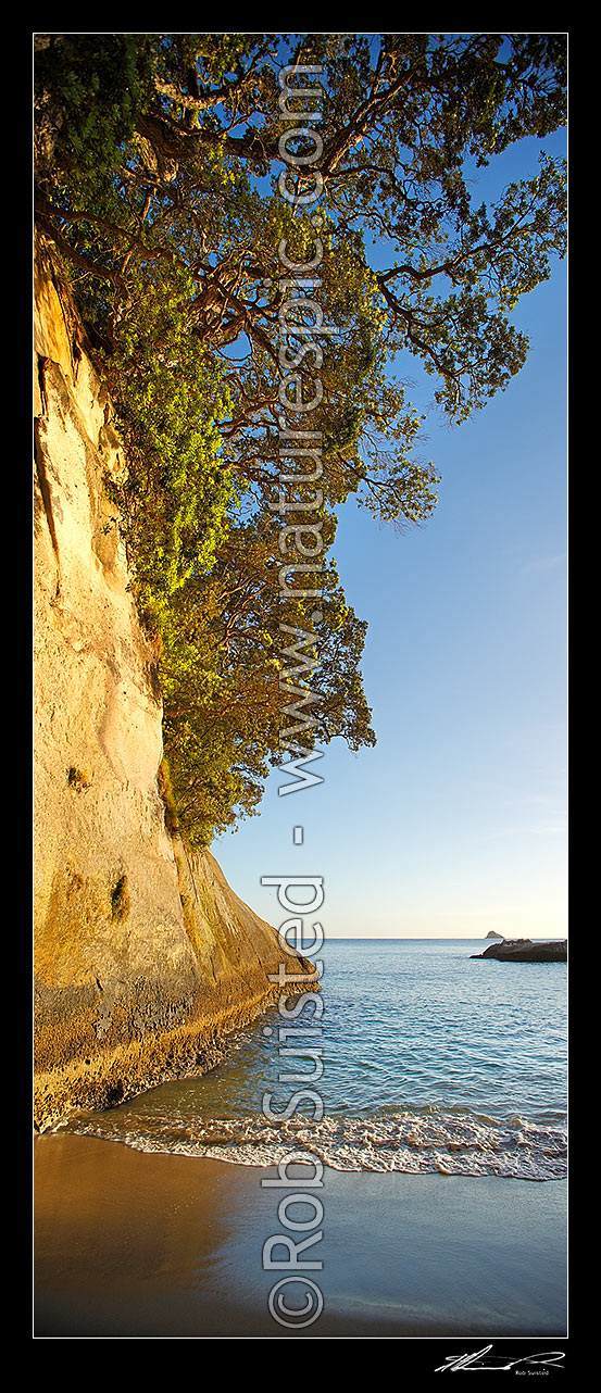 Image of Mares Leg Cove pohutukawa trees growing on cliffs on Cathedral Cove walkway. Whanganui A Hei Marine Reserve. Vertical panorama, Hahei, Coromandel Peninsula, Thames-Coromandel District, Waikato Region, New Zealand (NZ) stock photo image