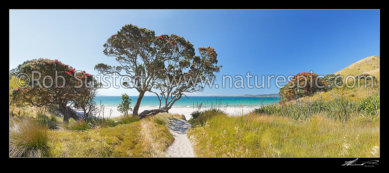 Image of Otama Beach on the Coromandel Peninsula with summer flowering pohutukawa trees and flax. Great Mercury Island beyond. Large panorama, Otama Beach, Coromandel Peninsula, Thames-Coromandel District, Waikato Region, New Zealand (NZ) stock photo image