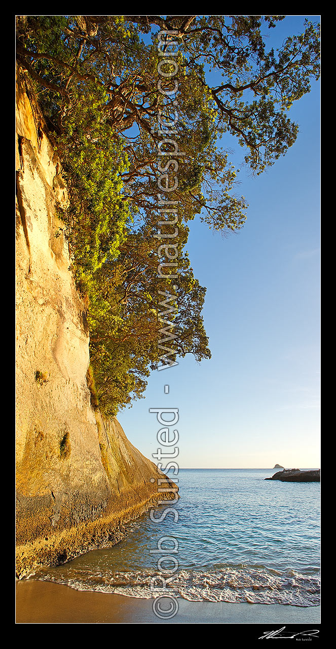 Image of Mares Leg Cove pohutukawa trees growing on cliffs on Cathedral Cove walkway. Whanganui A Hei Marine Reserve. Vertical panorama, Hahei, Coromandel Peninsula, Thames-Coromandel District, Waikato Region, New Zealand (NZ) stock photo image