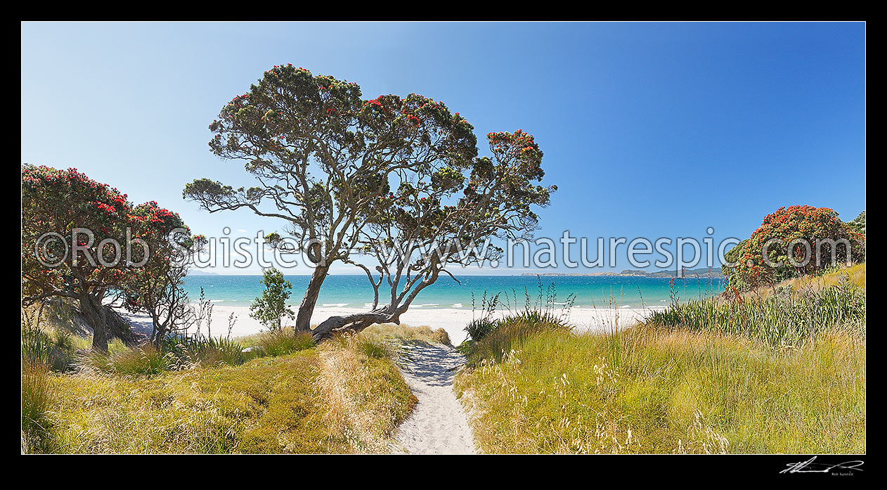 Image of Otama Beach on the Coromandel Peninsula with summer flowering pohutukawa trees and flax. Great Mercury Island beyond. Large panorama, Otama Beach, Coromandel Peninsula, Thames-Coromandel District, Waikato Region, New Zealand (NZ) stock photo image