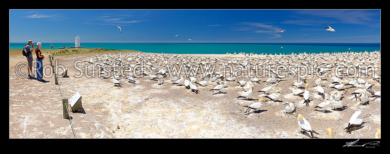 Image of Cape Kidnappers summit gannet bird breeding colony (Morus serrator / Sula serraor). Panorama with people visitors, Cape Kidnappers, Hastings District, Hawke's Bay Region, New Zealand (NZ) stock photo image