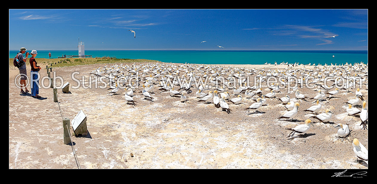 Image of Cape Kidnappers summit gannet bird breeding colony (Morus serrator / Sula serraor). Panorama with people visitors, Cape Kidnappers, Hastings District, Hawke's Bay Region, New Zealand (NZ) stock photo image