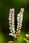 Native Kamahi flowers