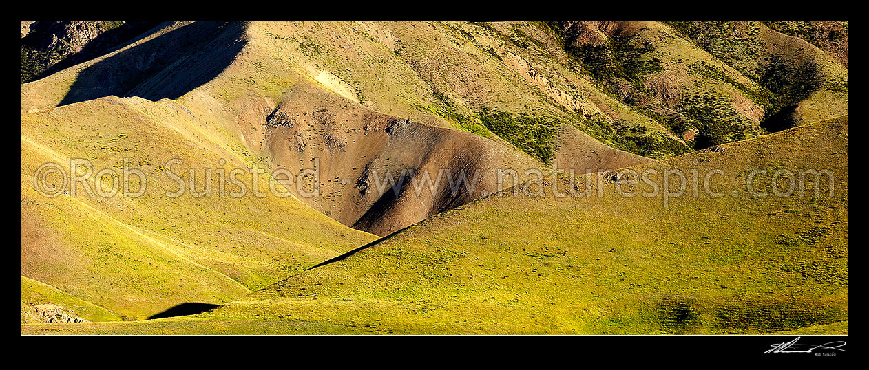 Image of Farmland rolling hills and ridgeline in late evening summer sun showing texture and form. Panorama, Molesworth Station, Marlborough District, Marlborough Region, New Zealand (NZ) stock photo image