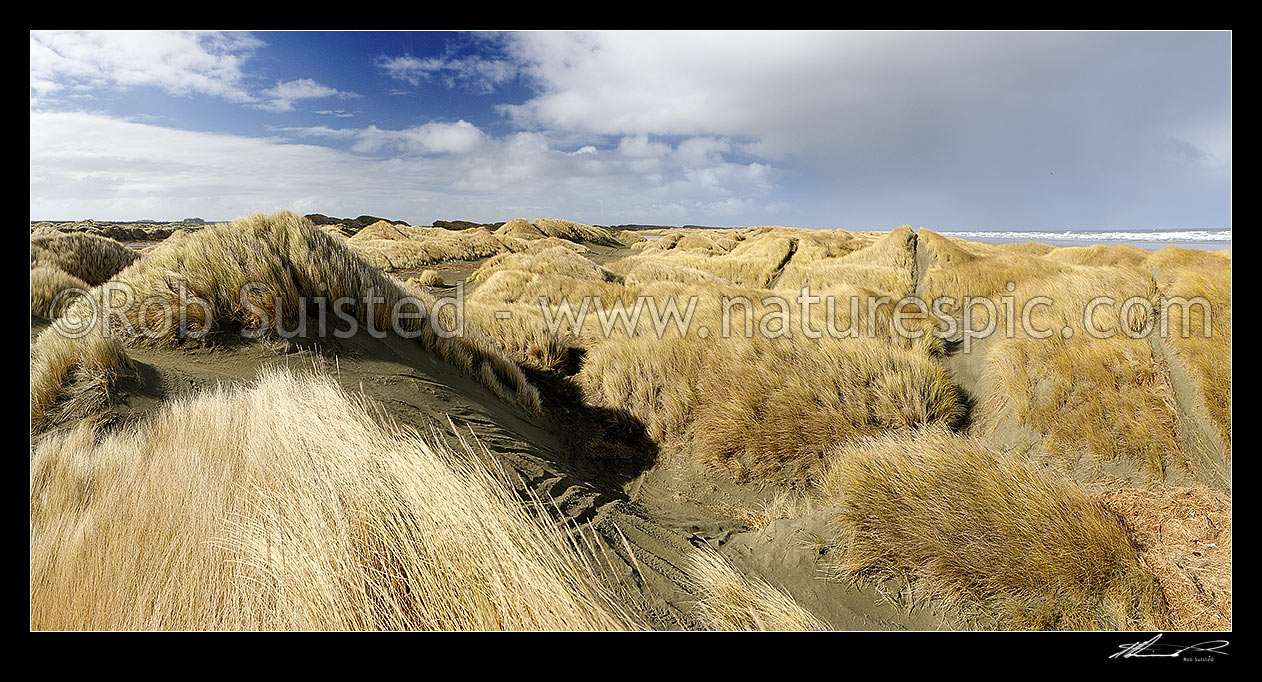 Image of Oreti Beach sand dunes near Waimatuku Stream mouth, between Invercargill and Riverton. Panorama, Oreti Beach, Invercargill District, Southland Region, New Zealand (NZ) stock photo image