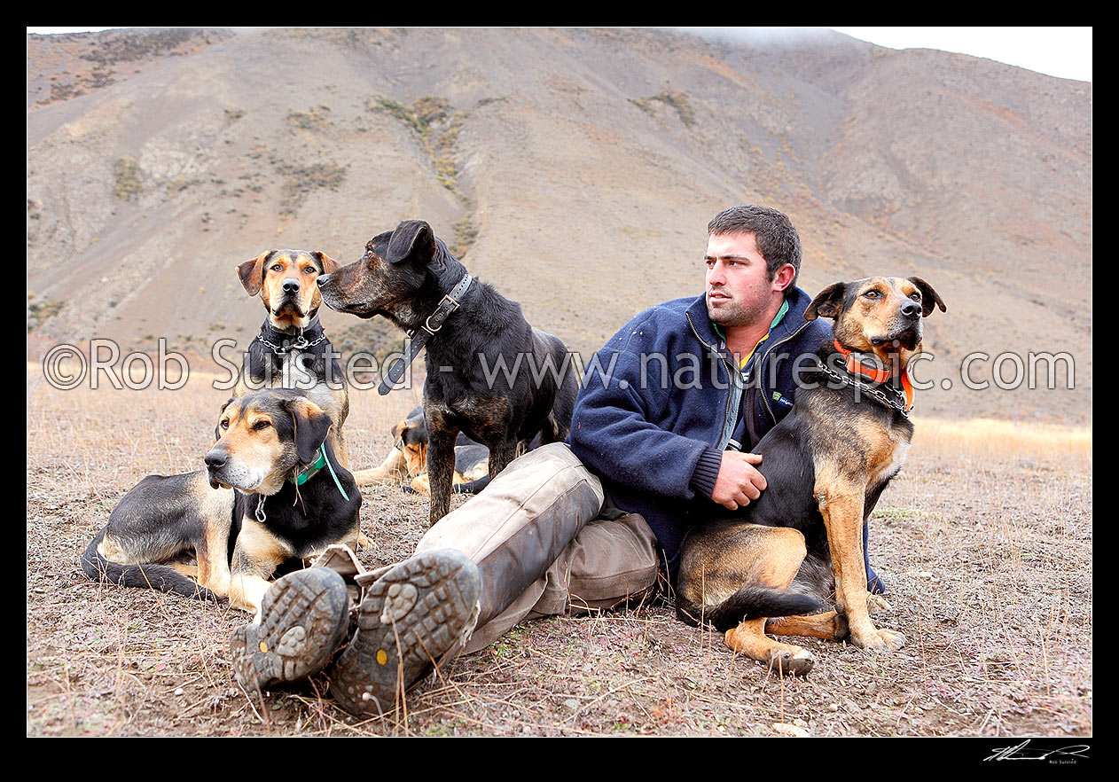 Image of Cory Hollister with his cattle working dogs taking a break on the Autumn cattle muster over the Robinson Saddle, near Lake McRae, Molesworth Station, Marlborough District, Marlborough Region, New Zealand (NZ) stock photo image