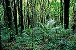 Native forest on Kapiti Island