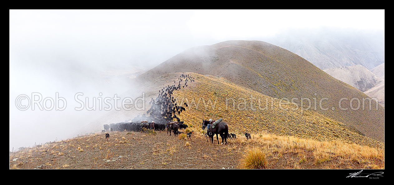 Image of Stockmen, horses and dogs at 1400m, pushing 400 cattle to Lake McRae and Tweed River down Driving Spur on the Autumn muster over Robinson Saddle. Panorama, Molesworth Station, Marlborough District, Marlborough Region, New Zealand (NZ) stock photo image