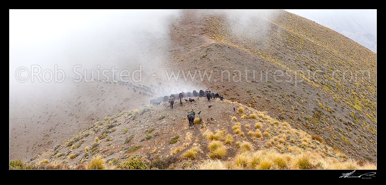 Image of Stockmen, horses and dogs pushing 400 cattle to Lake McRae (left) down Driving Spur on Autumn muster over Robinson Saddle. Panorama, Molesworth Station, Marlborough District, Marlborough Region, New Zealand (NZ) stock photo image