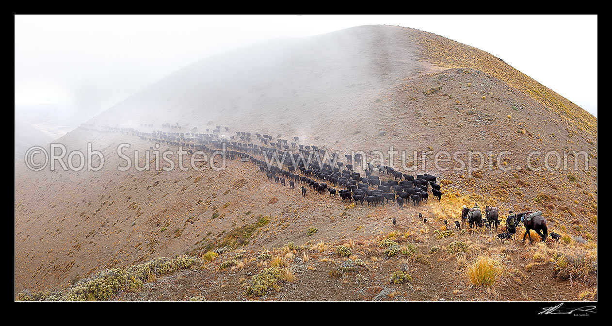 Image of Stockmen, horses and dogs pushing 400 cattle to Lake McRae (left) down Driving Spur on Autumn muster over Robinson Saddle. Panorama, Molesworth Station, Marlborough District, Marlborough Region, New Zealand (NZ) stock photo image