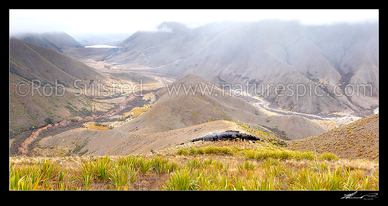 Image of Stockmen, horses and dogs, pushing 400 steaming cattle towards Lake McRae (left) down Driving Spur on Autumn muster over Robinson Saddle. Tweed River. Panorama, Molesworth Station, Marlborough District, Marlborough Region, New Zealand (NZ) stock photo image