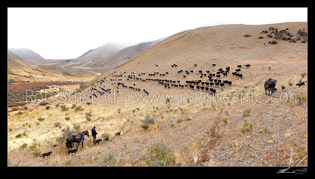 Image of Cattle muster on Molesworth Station. Stockmen, horses and dogs, pushing 400 steaming cattle towards Lake McRae (left) on Autumn muster over Robinson Saddle. Tweed River. Panorama, Molesworth Station, Marlborough District, Marlborough Region, New Zealand (NZ) stock photo image