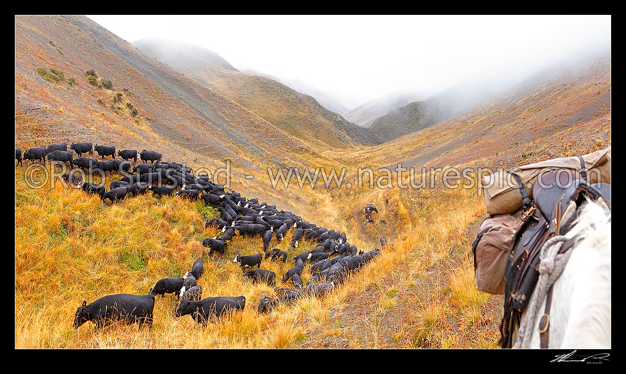 Image of Molesworth Muster in the Robinson Creek, stockmen, horses and dogs pushing 400 cattle over Robinson Saddle (4700ft) to Lake McRae. Panorama, Molesworth Station, Marlborough District, Marlborough Region, New Zealand (NZ) stock photo image