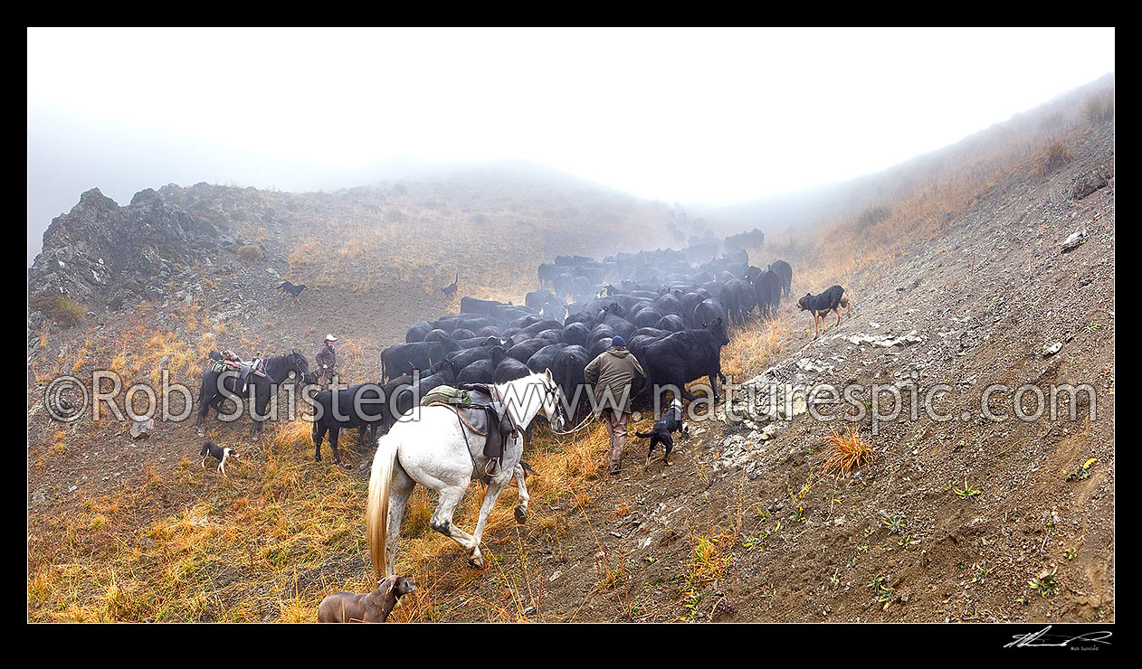 Image of Molesworth Mustering in the Robinson Creek, stockmen, horses and dogs pushing 400 cattle over the Robinson Saddle (4700ft) to Lake McRae in mist. Panorama, Molesworth Station, Marlborough District, Marlborough Region, New Zealand (NZ) stock photo image