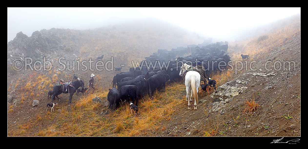 Image of Molesworth Mustering in the Robinson Creek, stockmen, horses and dogs pushing 400 cattle over the Robinson Saddle (4700ft) to Lake McRae in mist. Panorama, Molesworth Station, Marlborough District, Marlborough Region, New Zealand (NZ) stock photo image