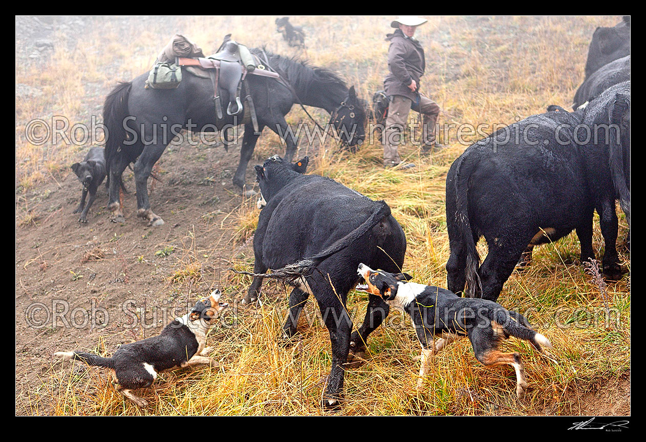 Image of Cattle dogs working to drive cattle uphill over Robinson Saddle on the Autumn muster. Stockman Andy McLachlan looks on, Molesworth Station, Marlborough District, Marlborough Region, New Zealand (NZ) stock photo image