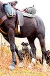 Cattle dog and horse