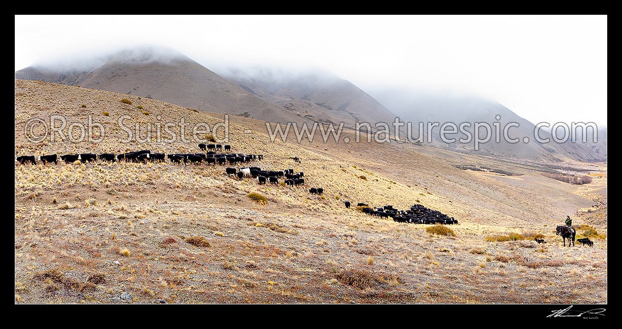 Image of Stockmen pushing cattle up to Lake McRae from the Tweed River valley during autumn muster. Tom O'Sullivan on horseback with dogs (right). Panorama, Molesworth Station, Marlborough District, Marlborough Region, New Zealand (NZ) stock photo image