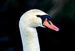 Mute swan