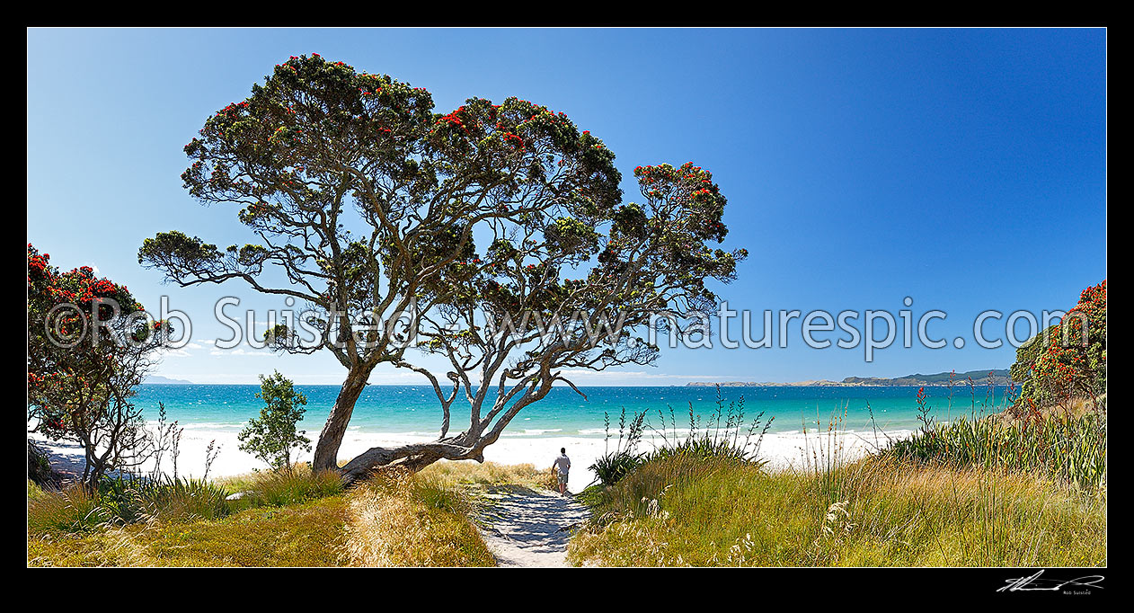 Image of Otama Beach on the Coromandel Peninsula. Visitor walking under flowering pohutukawa trees on summers day. Great Mercury Island beyond. Panorama, Otama Beach, Coromandel Peninsula, Thames-Coromandel District, Waikato Region, New Zealand (NZ) stock photo image