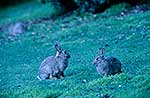 Rabbits on grass