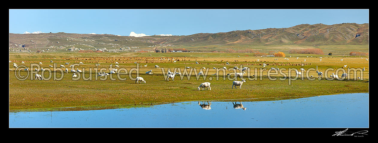 Image of Sheep grazing in the lush Ida Burn Valley on a spring/winter day. Raggedy Range beyond. Irrigation lake reflecting on a perfectly calm day. Panorama, Ida Burn Valley, Central Otago District, Otago Region, New Zealand (NZ) stock photo image