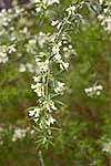 Tree Lucerne flowering