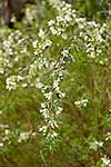 Tree Lucerne flowering