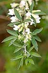 Tree Lucerne flowering