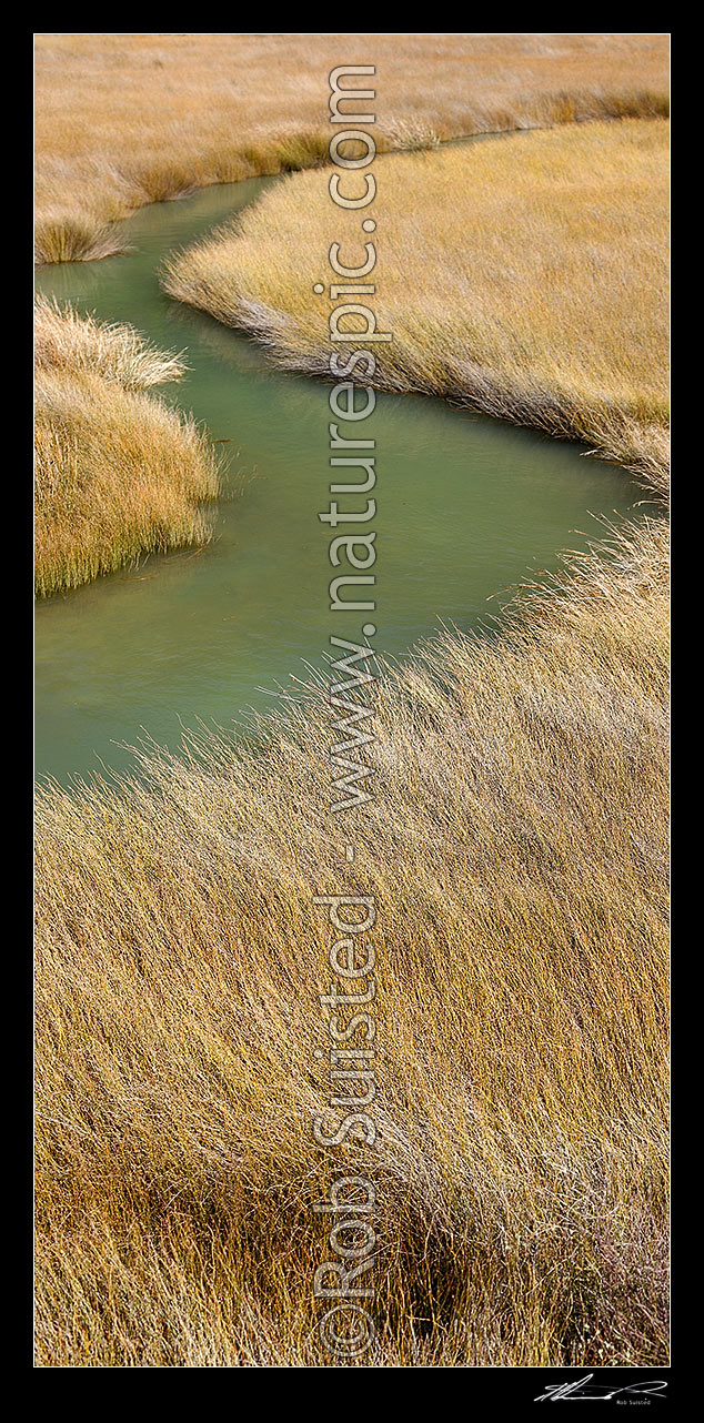 Image of Sedges and rushes, jointed wire rush, Oioi, (Leptocarpus (Apodasmia) similis), growing in coastal salt marshlands and tidal estuary. Vertical panorama, Marlborough District, Marlborough Region, New Zealand (NZ) stock photo image