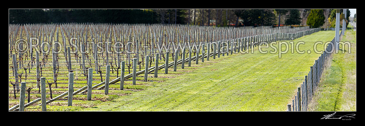 Image of Rows of production grape vines in vineyard during winter. Panorama, Blenheim, Marlborough District, Marlborough Region, New Zealand (NZ) stock photo image