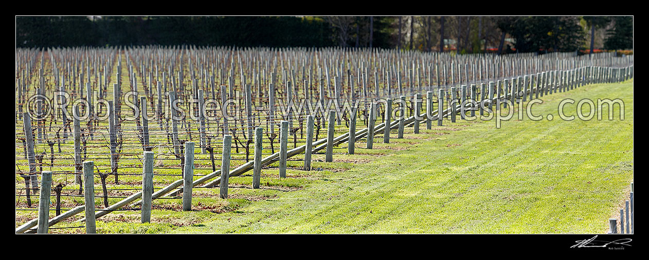 Image of Rows of production grape vines in vineyard during winter. Panorama, Blenheim, Marlborough District, Marlborough Region, New Zealand (NZ) stock photo image