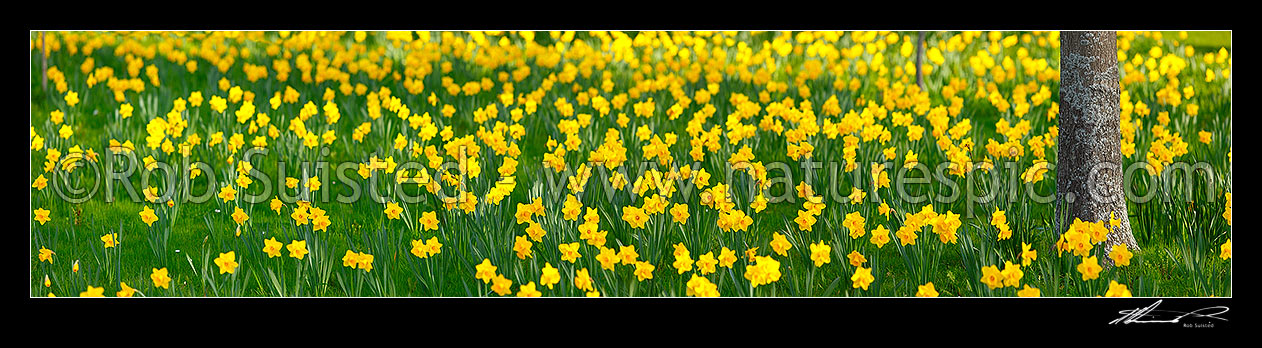 Image of Daffodils flowering enmass in spring. Large panorama file, New Zealand (NZ) stock photo image