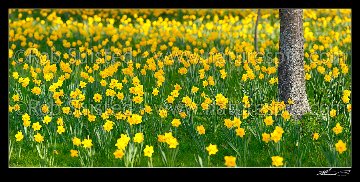 Image of Daffodils flowering enmass in spring. Panorama, New Zealand (NZ) stock photo image