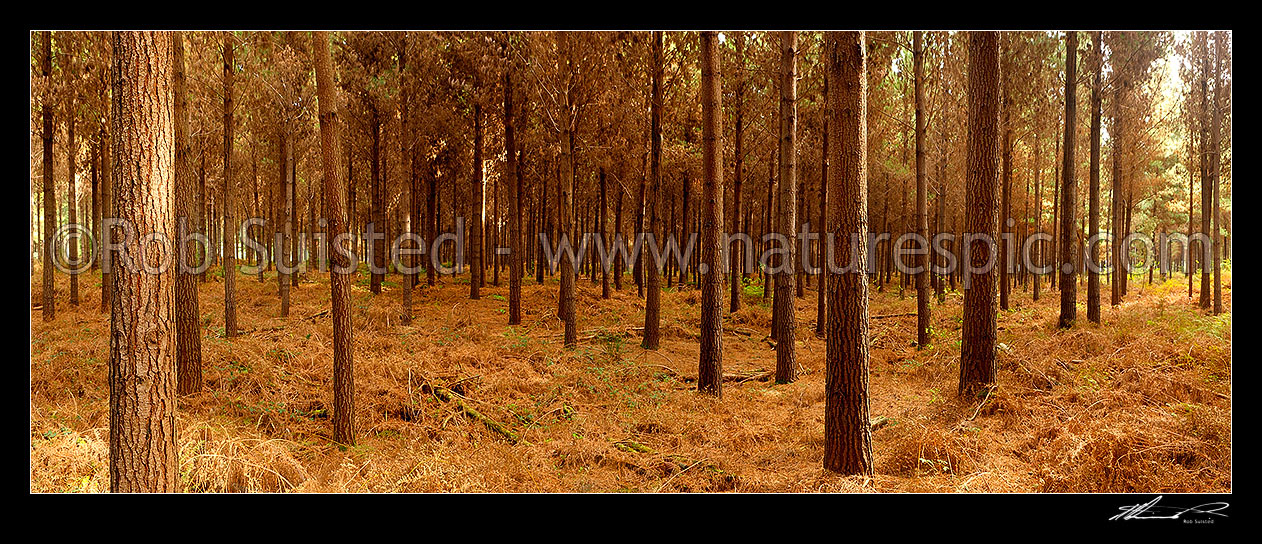 Image of Pine trees (Pinus radiata) in plantation timber forest. Interior panorama inside the forest, Tasman District, Tasman Region, New Zealand (NZ) stock photo image