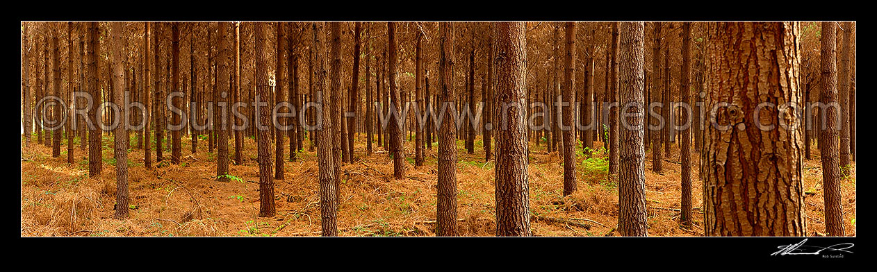 Image of Pine trees (Pinus radiata) in plantation timber forest. Interior panorama inside the forest, Tasman District, Tasman Region, New Zealand (NZ) stock photo image