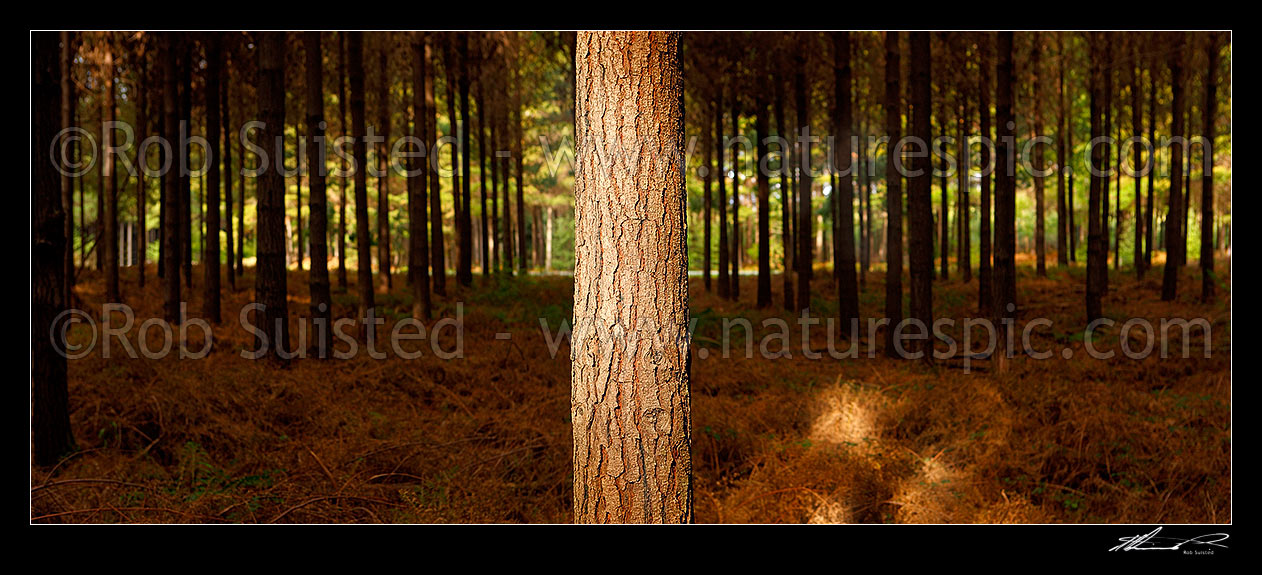 Image of Pine trees (Pinus radiata) in plantation timber forest. Interior panorama inside the forest, Tasman District, Tasman Region, New Zealand (NZ) stock photo image