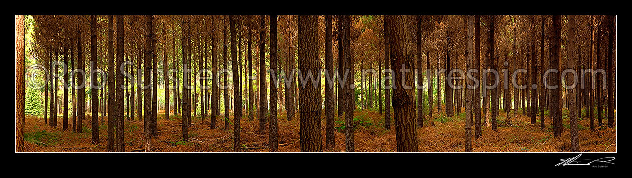 Image of Pine trees (Pinus radiata) in plantation timber forest. Interior panorama inside the forest, Tasman District, Tasman Region, New Zealand (NZ) stock photo image