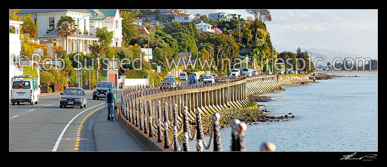 Image of Traffic, dog walker and homes on Wakefield Quay and Nelson waterfront. Panorama, Nelson, Nelson City District, Nelson Region, New Zealand (NZ) stock photo image