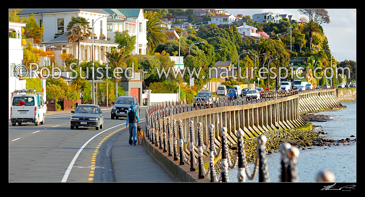 Image of Traffic, dog walker and homes on Wakefield Quay and Nelson waterfront, Nelson, Nelson City District, Nelson Region, New Zealand (NZ) stock photo image