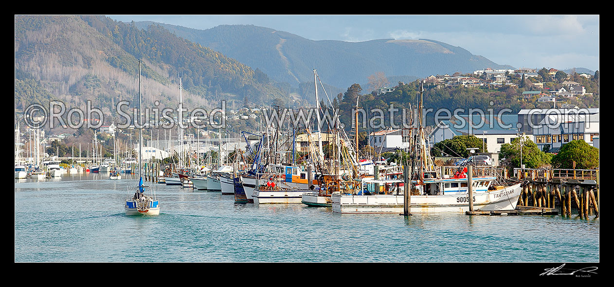 Image of Port Nelson with commercial wharf and boat marina, with yacht entering harbour. Panorama, Nelson, Nelson City District, Nelson Region, New Zealand (NZ) stock photo image