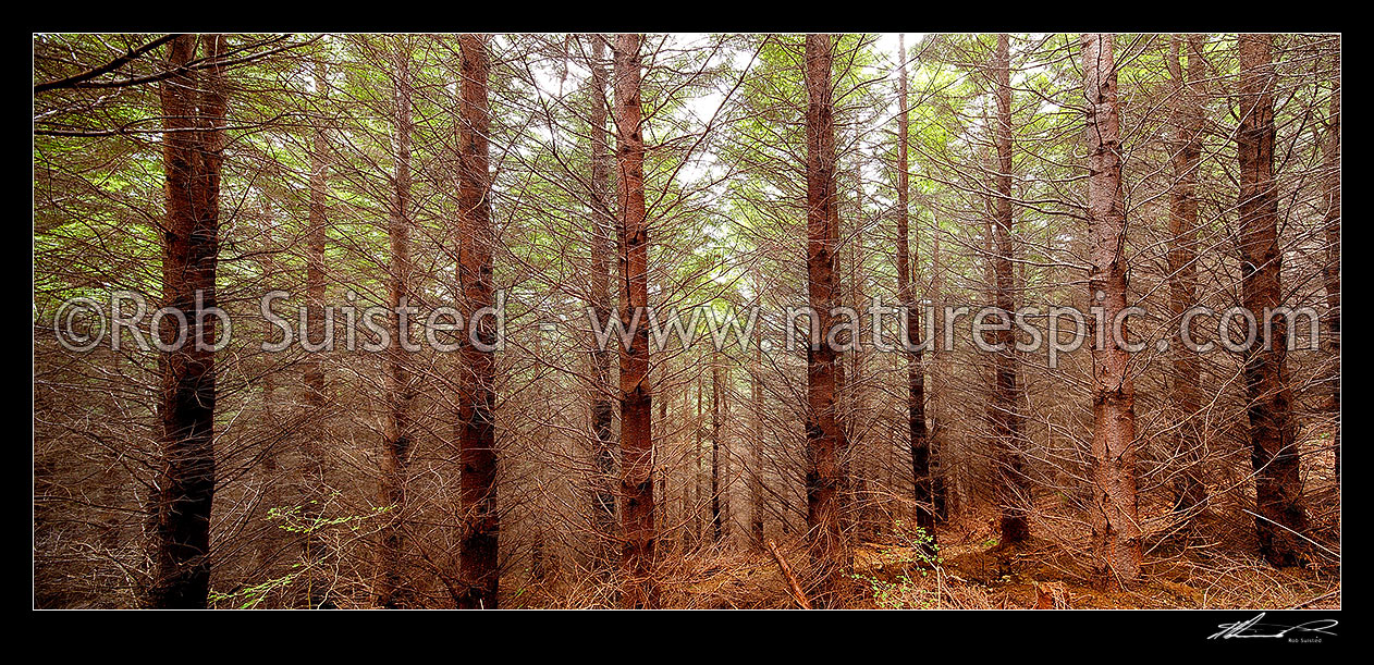 Image of Plantation forest of Douglas-fir trees (Pseudotsuga sp.). Panorama, Nelson, New Zealand (NZ) stock photo image