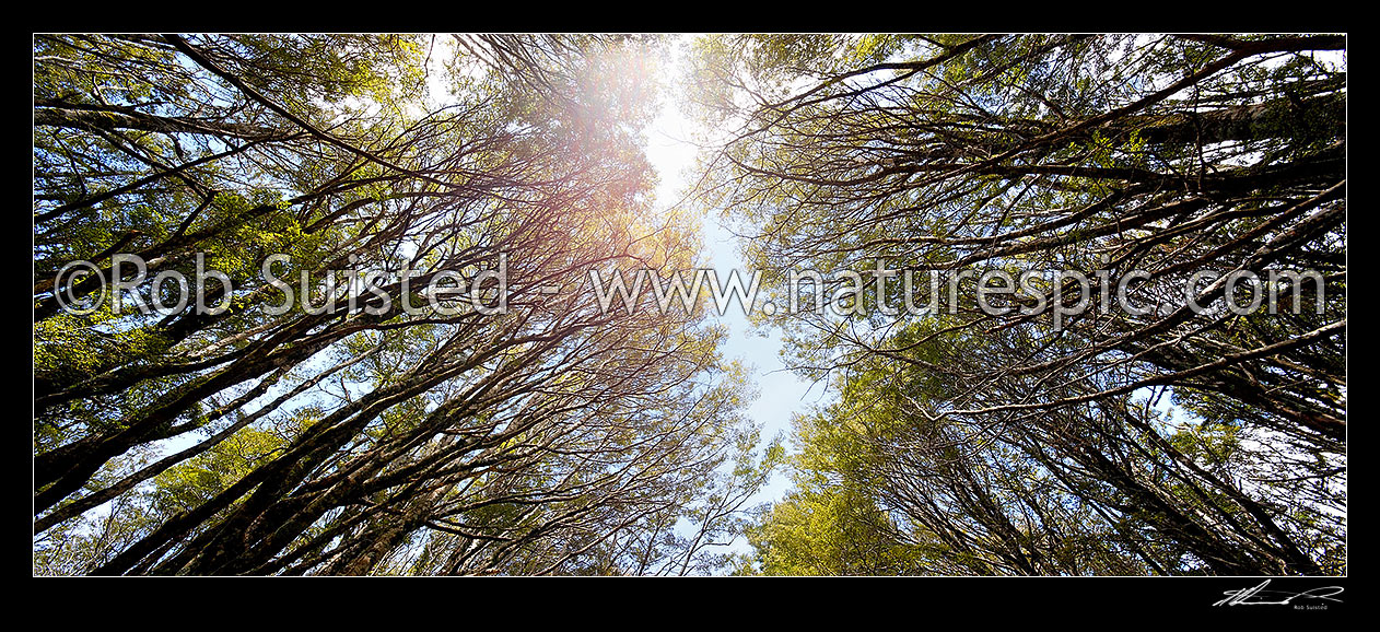 Image of Mountain beech forest canopy (Fuscospora cliffortioides, Syn Nothofagus solandri var. cliffortioides). Panorama, Tongariro National Park, Taupo District, Waikato Region, New Zealand (NZ) stock photo image