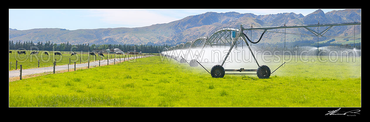 Image of Centre Pivot irrigation (central pivot irrigators) watering dairy pasture on the Amuri Plain, with dairy cows grazing behind. Panorama, Rotheram, Hurunui District, Canterbury Region, New Zealand (NZ) stock photo image