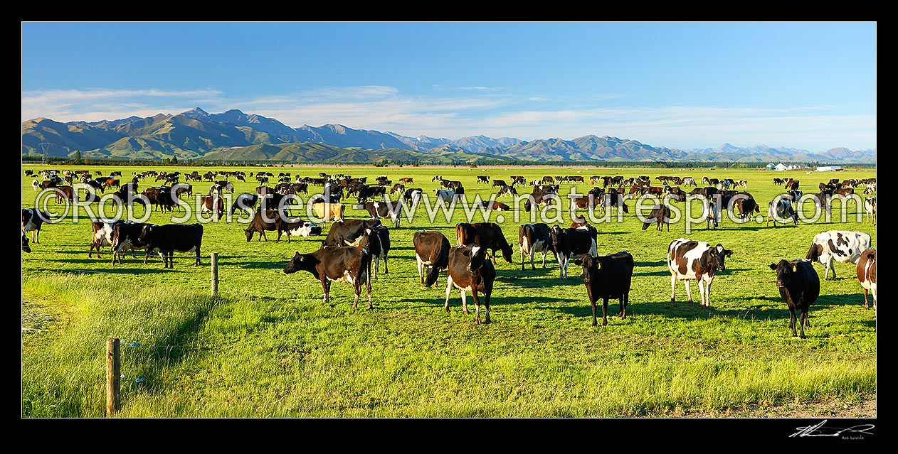 Image of Dairy cows grazing on the Amuri Plain, with Culverden and Hanmer Ranges beyond. Panorama, Culverden, Hurunui District, Canterbury Region, New Zealand (NZ) stock photo image