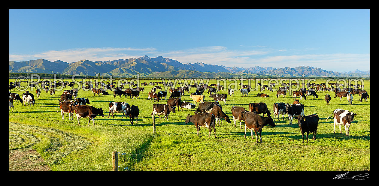 Image of Dairy cows grazing on the Amuri Plain, with Culverden and Hanmer Ranges beyond. Panorama, Culverden, Hurunui District, Canterbury Region, New Zealand (NZ) stock photo image