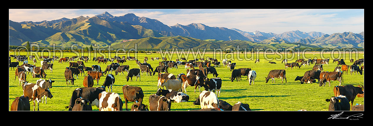 Image of Dairy cows grazing on the Amuri Plain, with Culverden and Hanmer Ranges beyond. Panorama, Culverden, Hurunui District, Canterbury Region, New Zealand (NZ) stock photo image