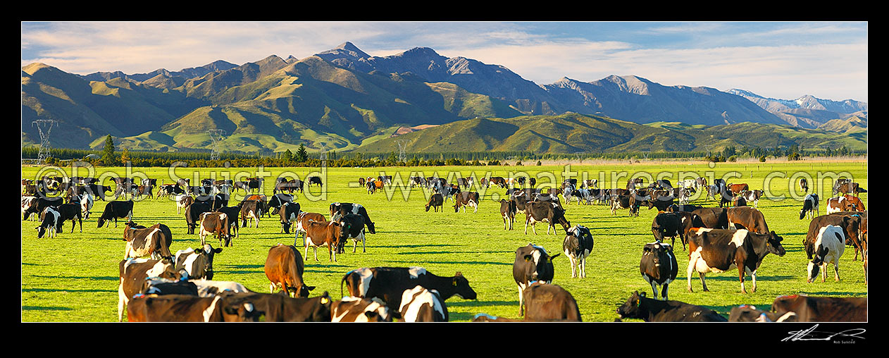 Image of Dairy cows grazing on the Amuri Plain, with Culverden and Hanmer Ranges beyond. Panorama, Culverden, Hurunui District, Canterbury Region, New Zealand (NZ) stock photo image