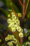 Native Pokaka flowering